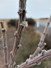 Carmichaelia crassicaulis