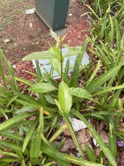 Citharexylum spinosum
