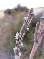 Carmichaelia crassicaulis