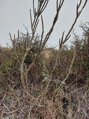 Carmichaelia crassicaulis