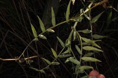Lathyrus jepsonii jepsonii