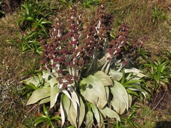 Pleurophyllum hookeri