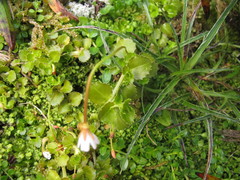 Epilobium pedunculare