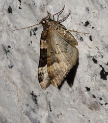 Epirrhoe rivata