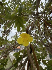 Handroanthus chrysotrichus