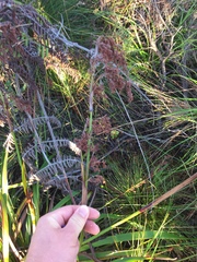 Machaerina sinclairii