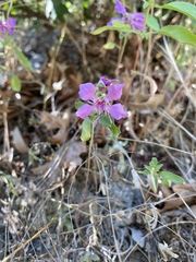 Clarkia borealis borealis