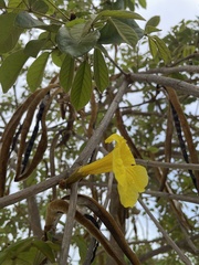 Handroanthus chrysotrichus