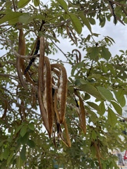 Handroanthus chrysotrichus