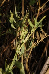 Lathyrus jepsonii jepsonii