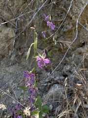 Clarkia borealis borealis