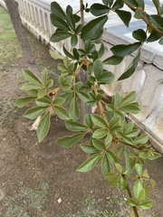 Handroanthus chrysotrichus