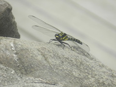 Sieboldius albardae