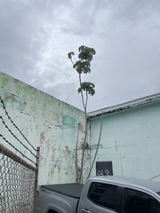 Cecropia schreberiana