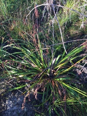 Machaerina sinclairii