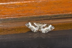 Epirrhoe rivata