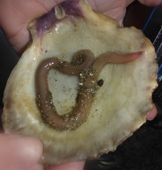Glyceridae