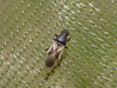 Metopoplax ditomoides