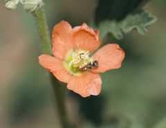 Macroteropsis