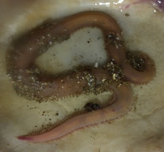 Glyceridae