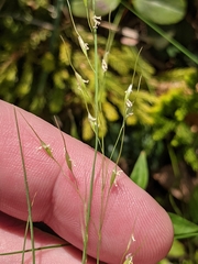Piptatheropsis canadensis