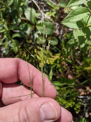 Piptatheropsis canadensis