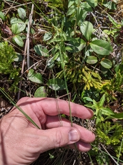 Piptatheropsis canadensis