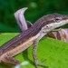 Puerto Rican Anole - Photo (c) mmaymi, some rights reserved (CC BY-NC), uploaded by mmaymi