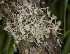 Ramalina leptocarpha