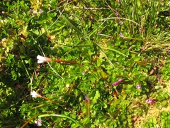 Epilobium confertifolium