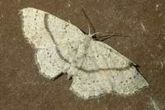 Cyclophora ruficiliaria
