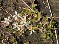 Montia sessiliflora