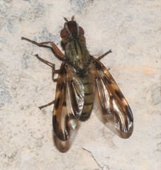 Otites lamed
