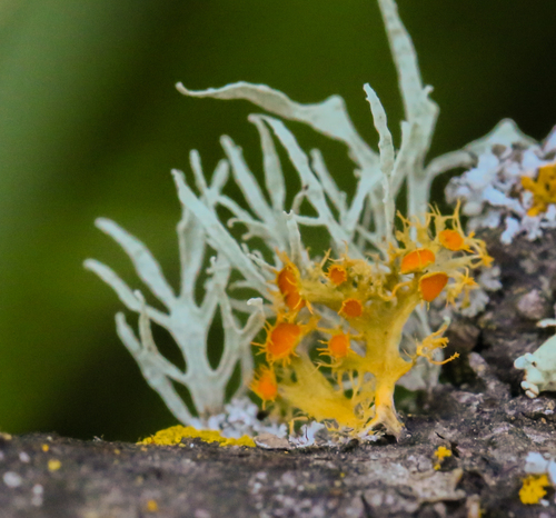 Golden-eye Lichen