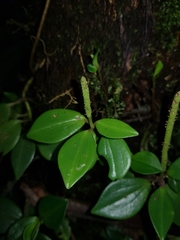 Peperomia sanjoseana