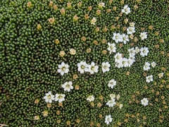 Phyllachne clavigera