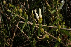 Calystegia sepium limnophila