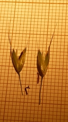 Arrhenatherum elatius bulbosum