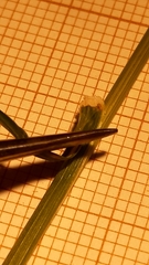 Arrhenatherum elatius bulbosum