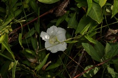 Calystegia sepium limnophila