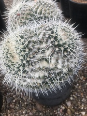 Mammillaria karwinskiana nejapensis