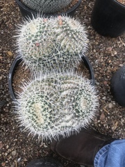 Mammillaria karwinskiana nejapensis