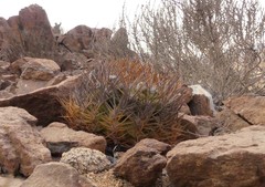 Eriosyce rodentiophila