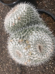 Mammillaria parkinsonii