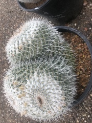 Mammillaria parkinsonii