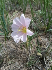 Oenothera coronopifolia