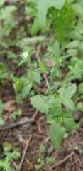 Veronica biloba