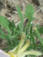 Oenothera coronopifolia