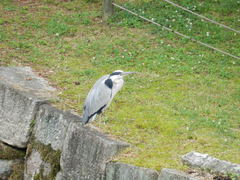 Ardea cinerea
