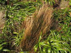 Marsippospermum gracile